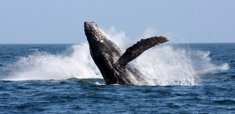 A Humpback Whale breaching in False Bay