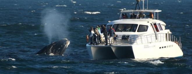 Boat-based whale-watching, is a lucrative business contributing huge revenue into Cape Tourism’s coffers and offering tourist a close-up view of these majestic beasts.