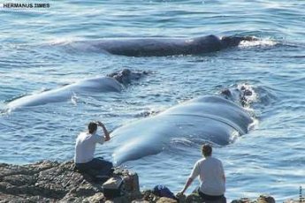 The high cliffs in Hermanus gives the viewer a clear view of the whales from an elevated vantage point and the rocky coast gets them close enough to the action.