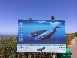 A whale-watchers guide on Boyes Drive above  Kalk Bay